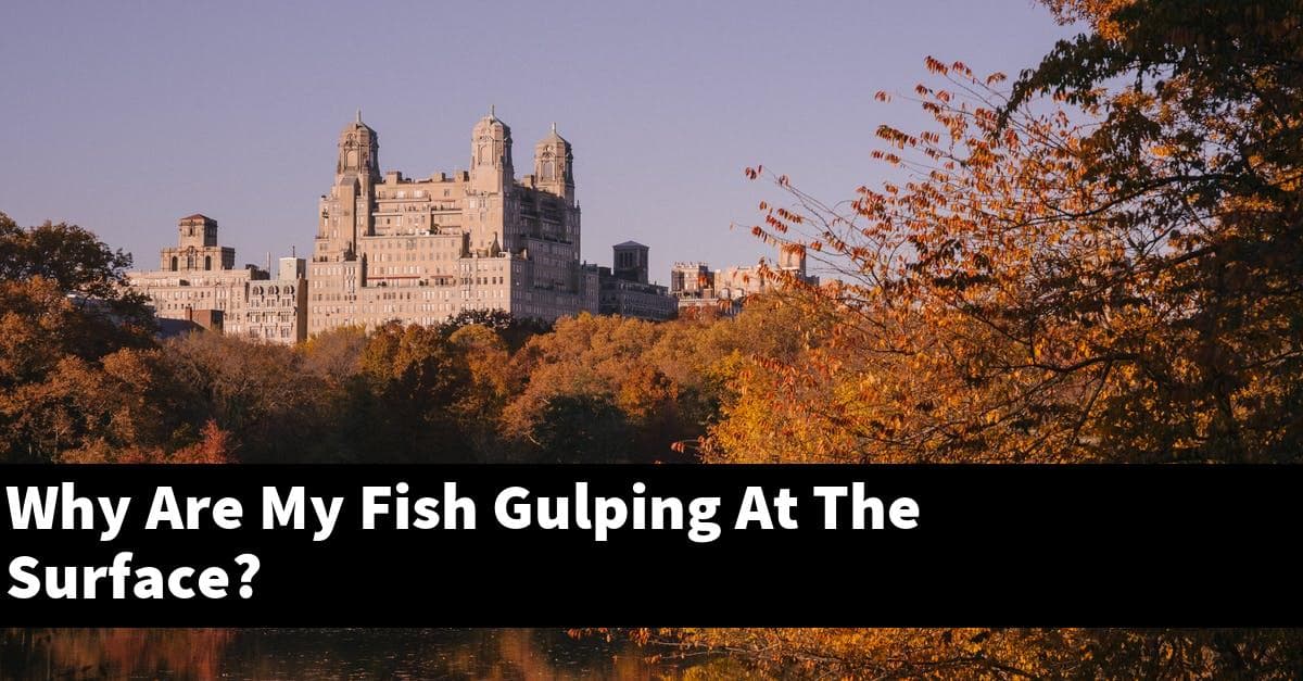 Why Are My Fish Gulping At The Surface?