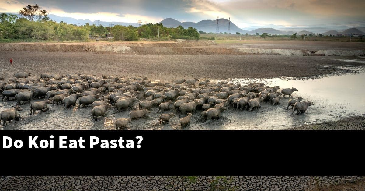 Do Koi Eat Pasta?