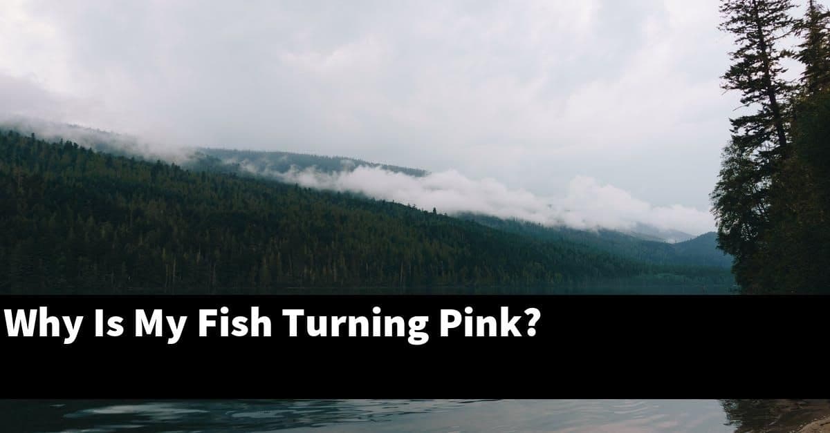 Why Is My Fish Turning Pink?