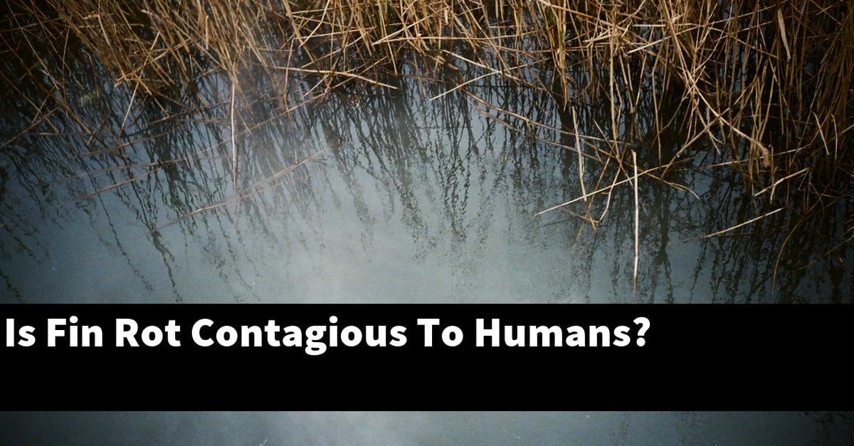 Is Fin Rot Contagious To Humans?