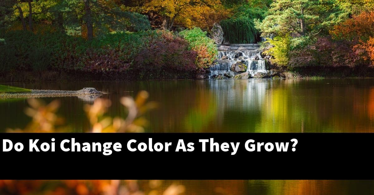 Do Koi Change Color As They Grow?