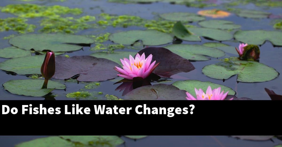 Do Fishes Like Water Changes?