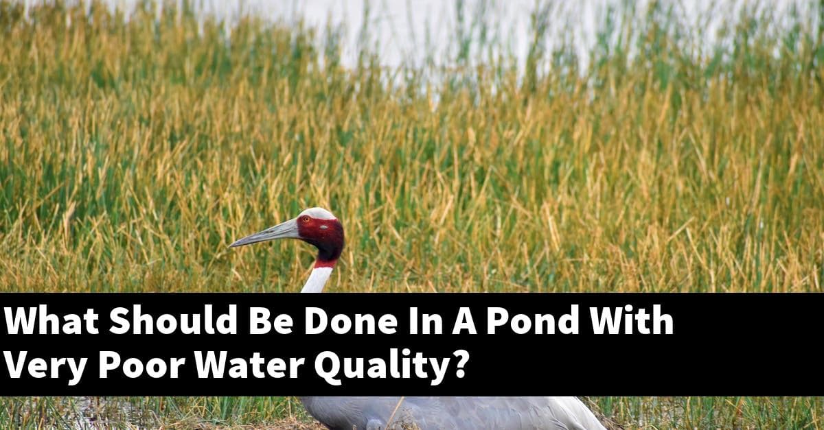 What Should Be Done In A Pond With Very Poor Water Quality?