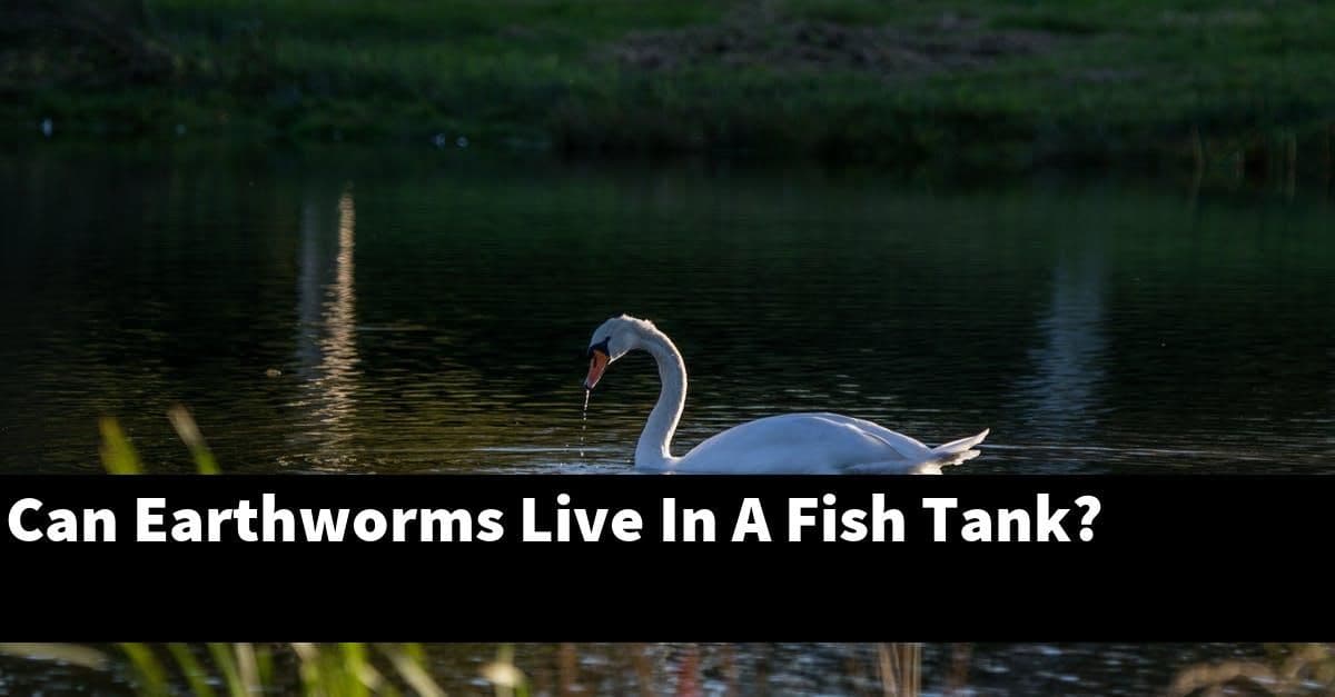 Can Earthworms Live In A Fish Tank?