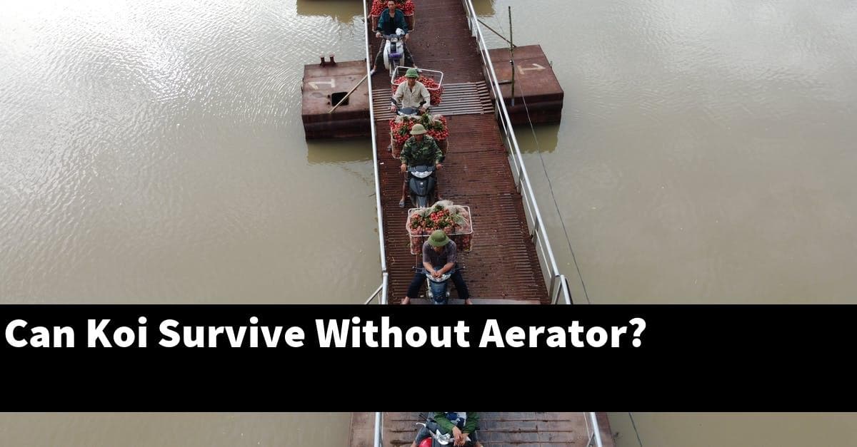 Can Koi Survive Without Aerator?