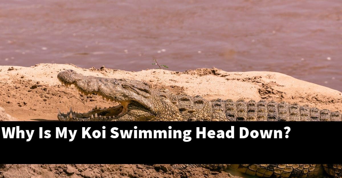 Why Is My Koi Swimming Head Down?