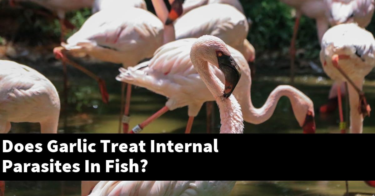 Does Garlic Treat Internal Parasites In Fish?