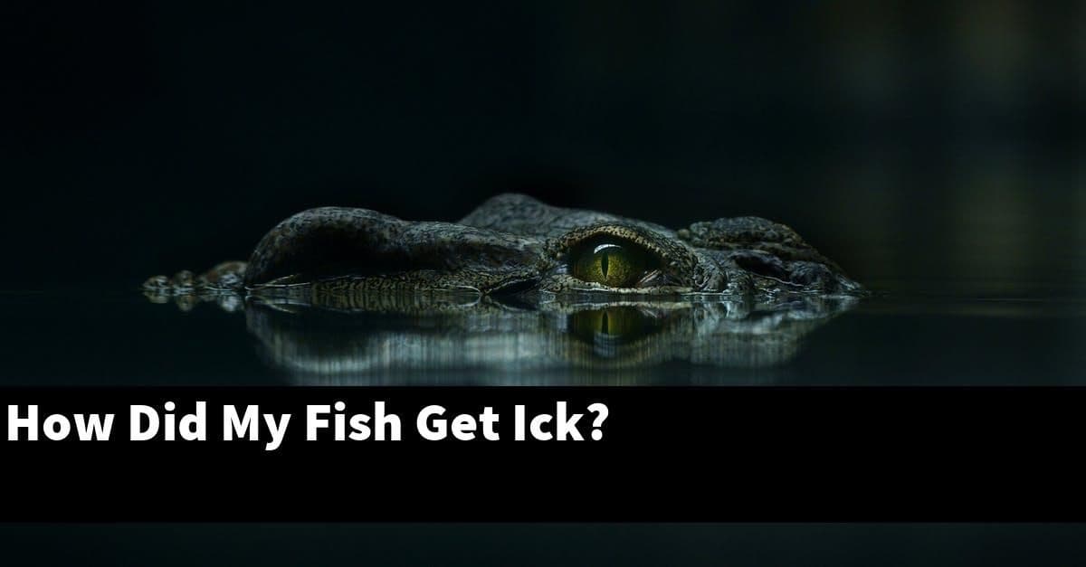 How Did My Fish Get Ick?