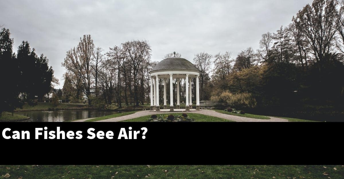 Can Fishes See Air?