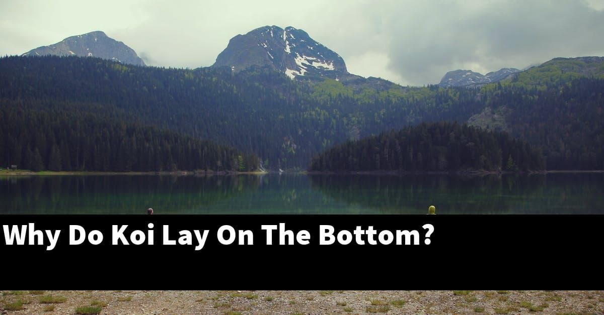 Why Do Koi Lay On The Bottom?