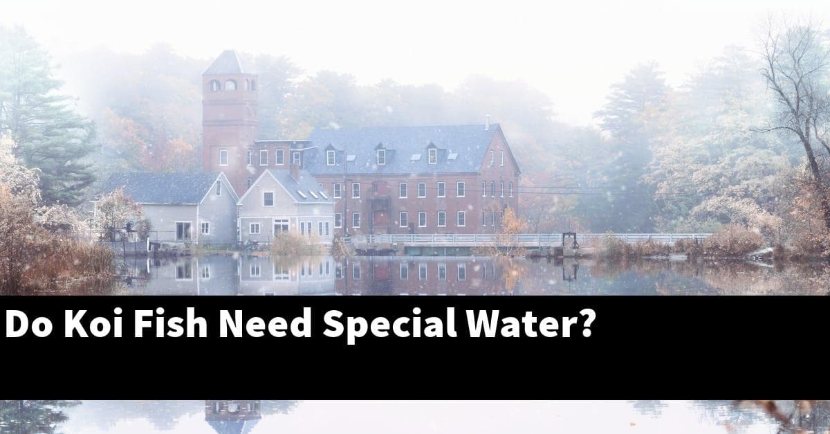 Do Koi Fish Need Special Water?
