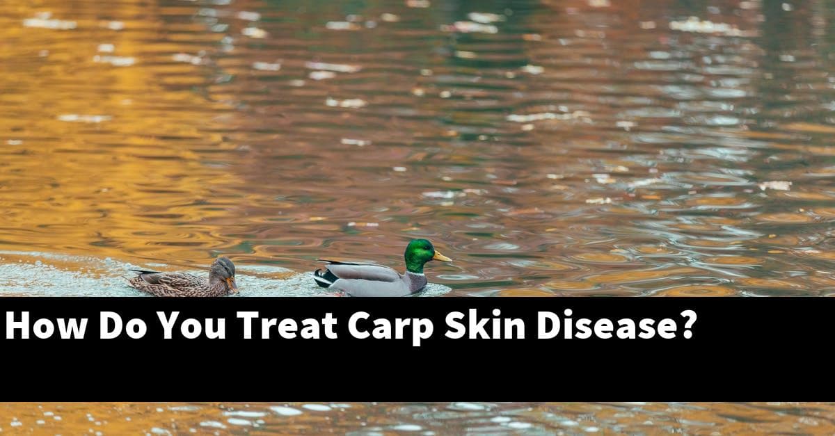 How Do You Treat Carp Skin Disease?