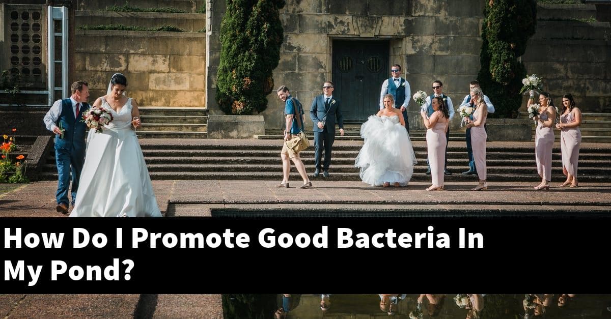 How Do I Promote Good Bacteria In My Pond?