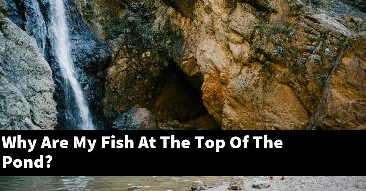 Why Are My Fish At The Top Of The Pond?