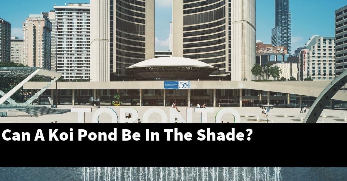 Can A Koi Pond Be In The Shade?