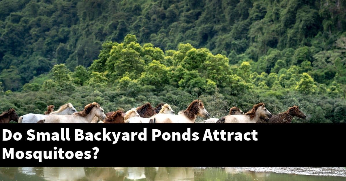 Do Small Backyard Ponds Attract Mosquitoes?