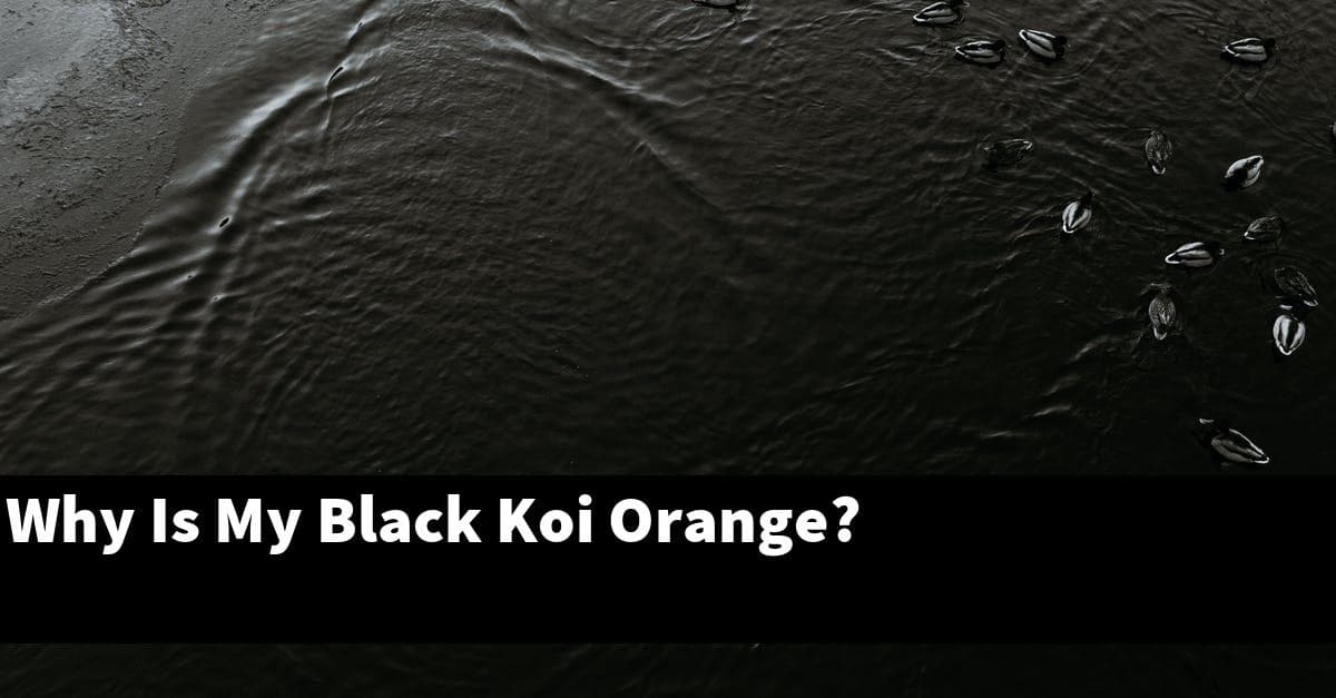 Why Is My Black Koi Orange?