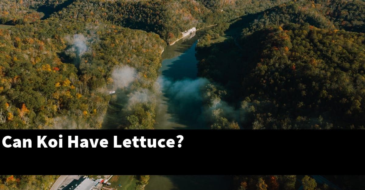 Can Koi Have Lettuce?