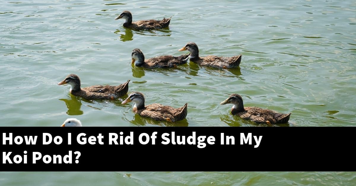 How Do I Get Rid Of Sludge In My Koi Pond?