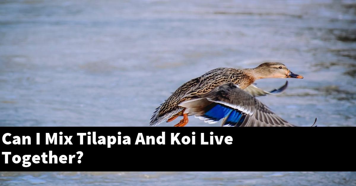 Can I Mix Tilapia And Koi Live Together?
