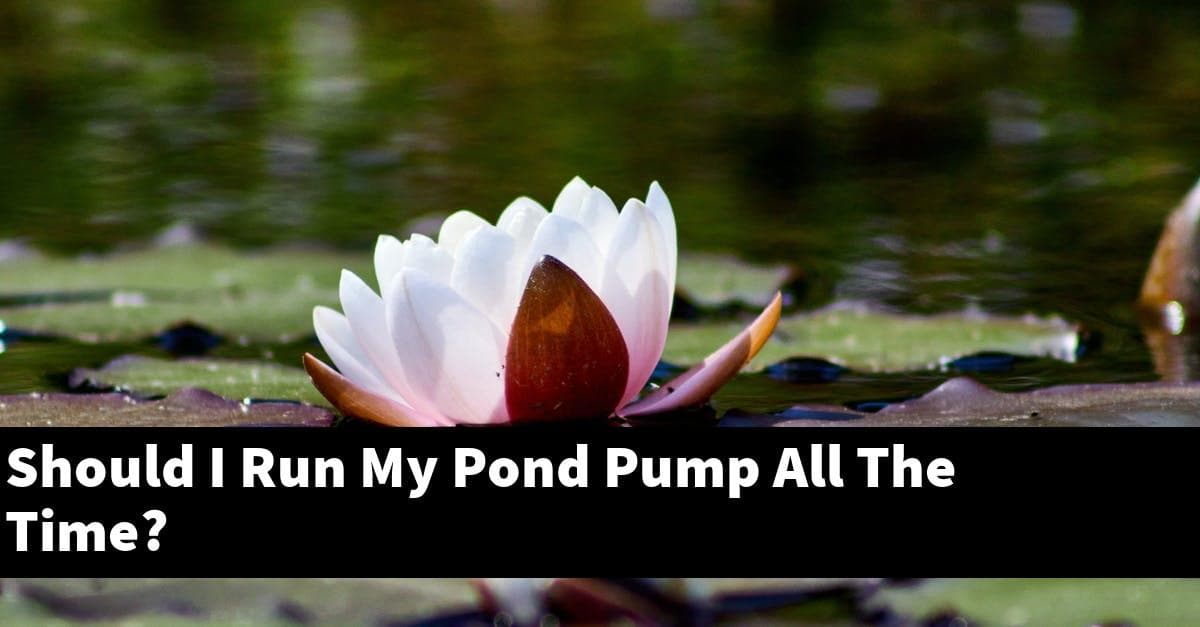 Should I Run My Pond Pump All The Time?