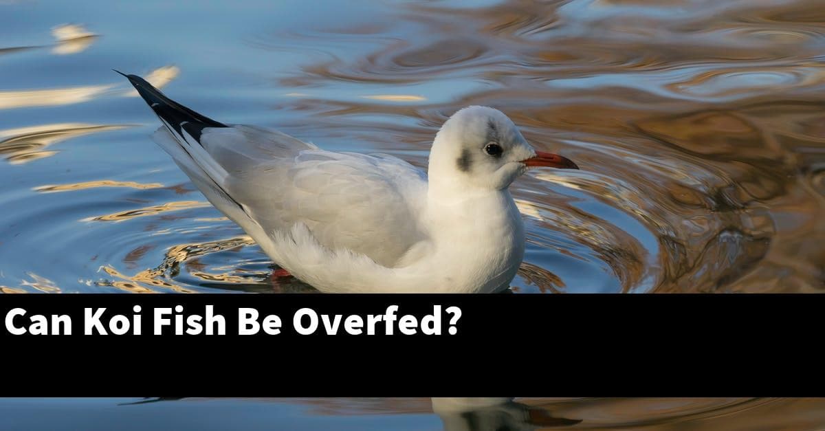 Can Koi Fish Be Overfed?
