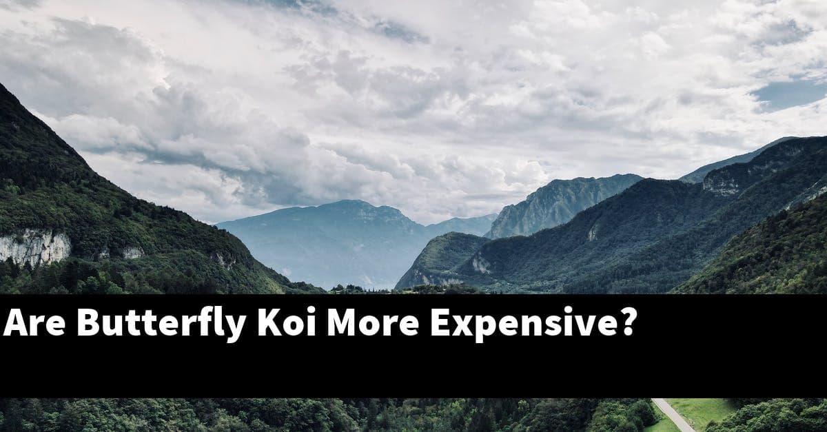 Are Butterfly Koi More Expensive?
