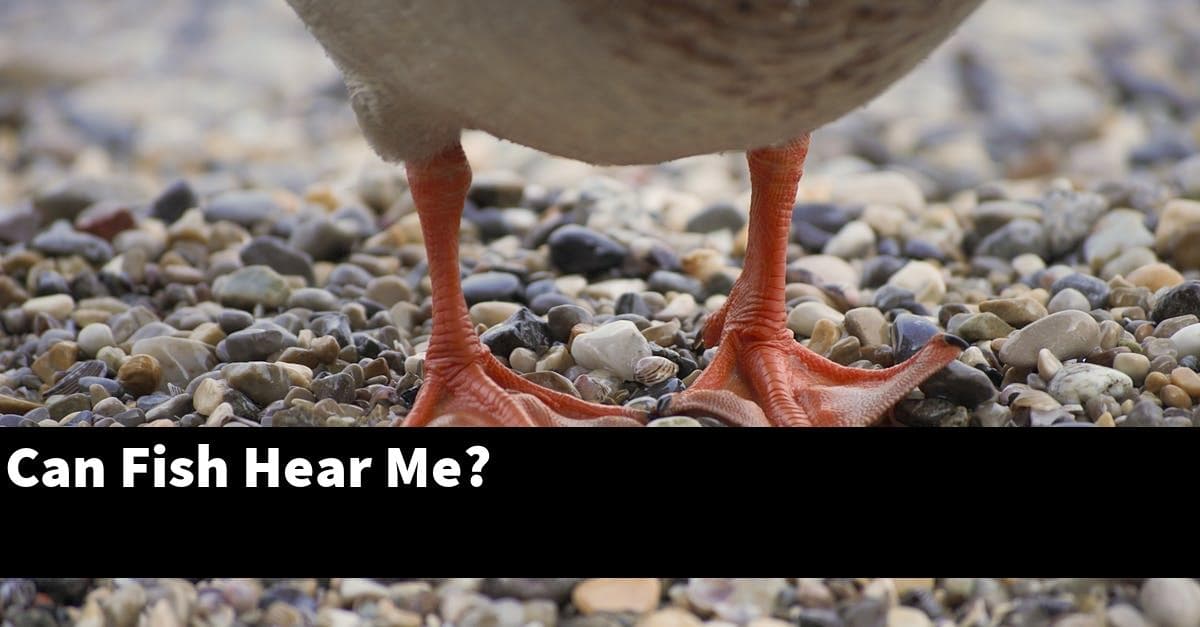Can Fish Hear Me?