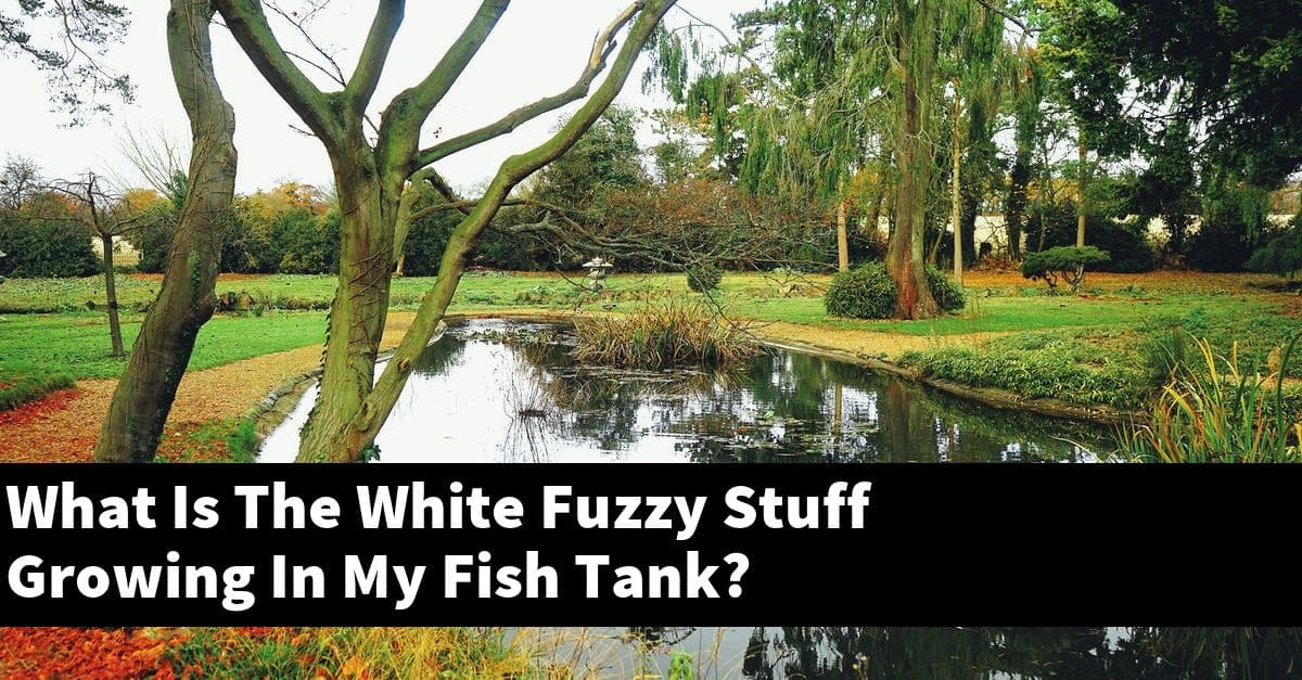 What Is The White Fuzzy Stuff Growing In My Fish Tank?