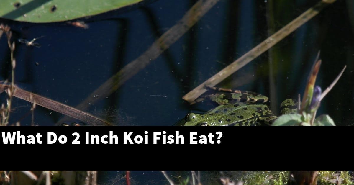 What Do 2 Inch Koi Fish Eat?
