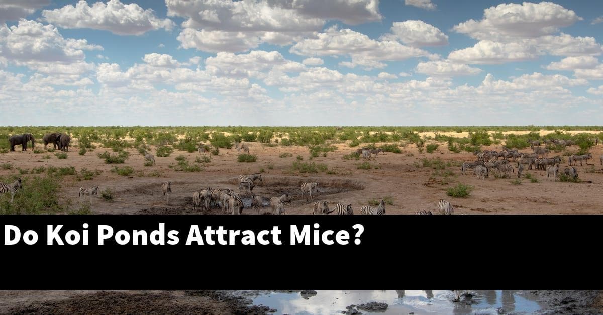 Do Koi Ponds Attract Mice?