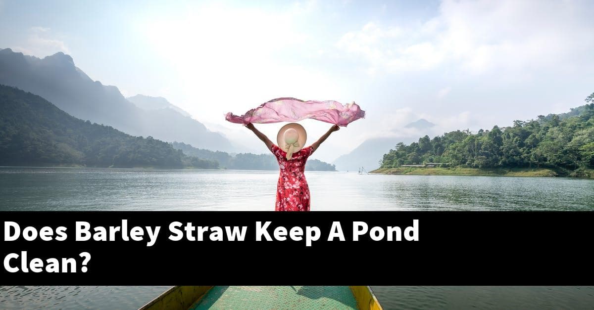 Does Barley Straw Keep A Pond Clean?
