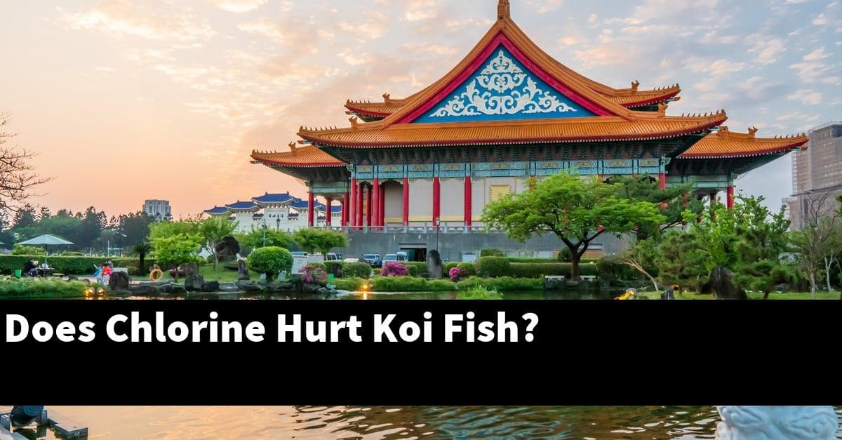 Does Chlorine Hurt Koi Fish?