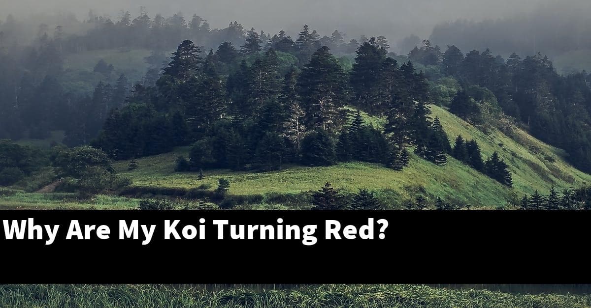 Why Are My Koi Turning Red?