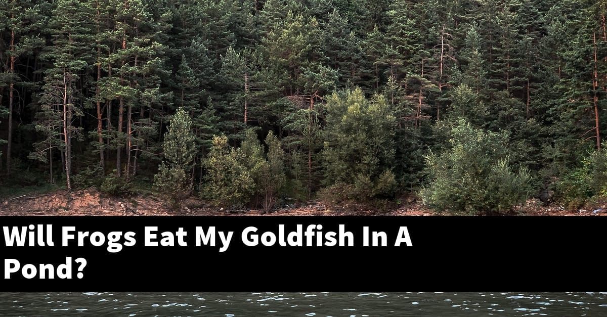 Will Frogs Eat My Goldfish In A Pond?