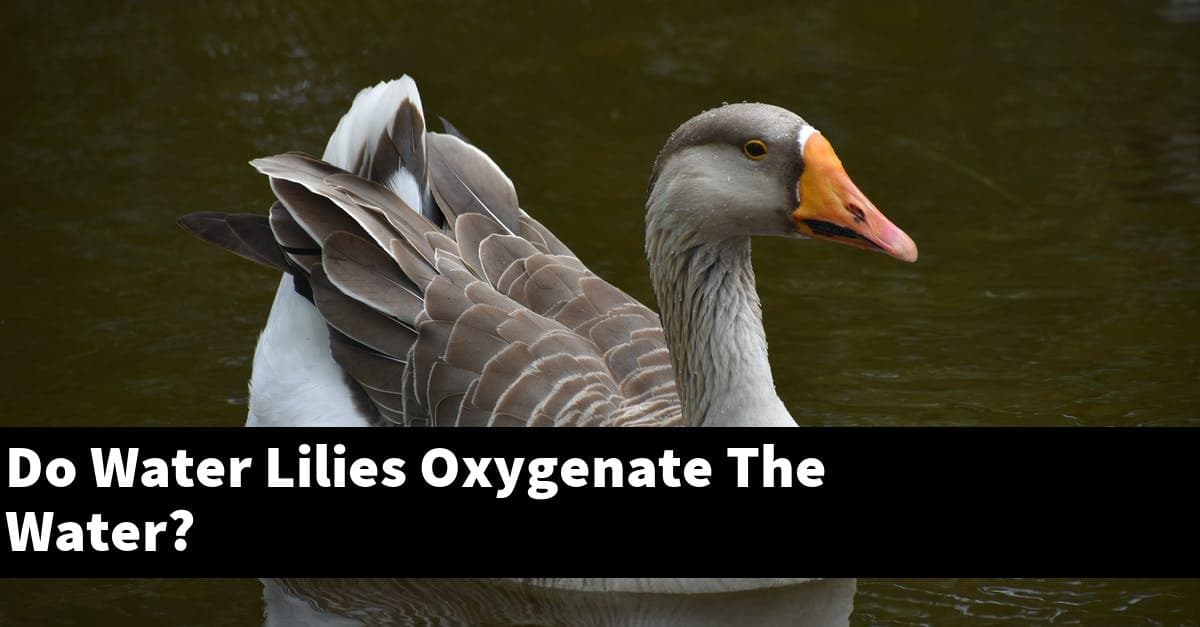 Do Water Lilies Oxygenate The Water?