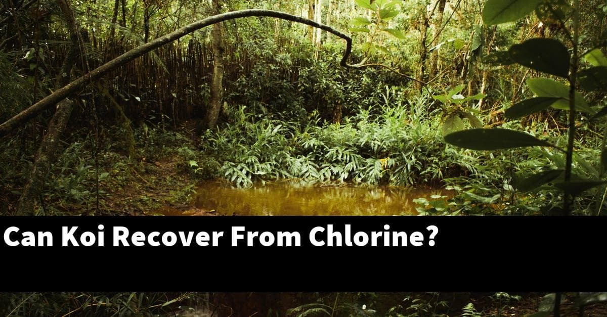 Can Koi Recover From Chlorine?