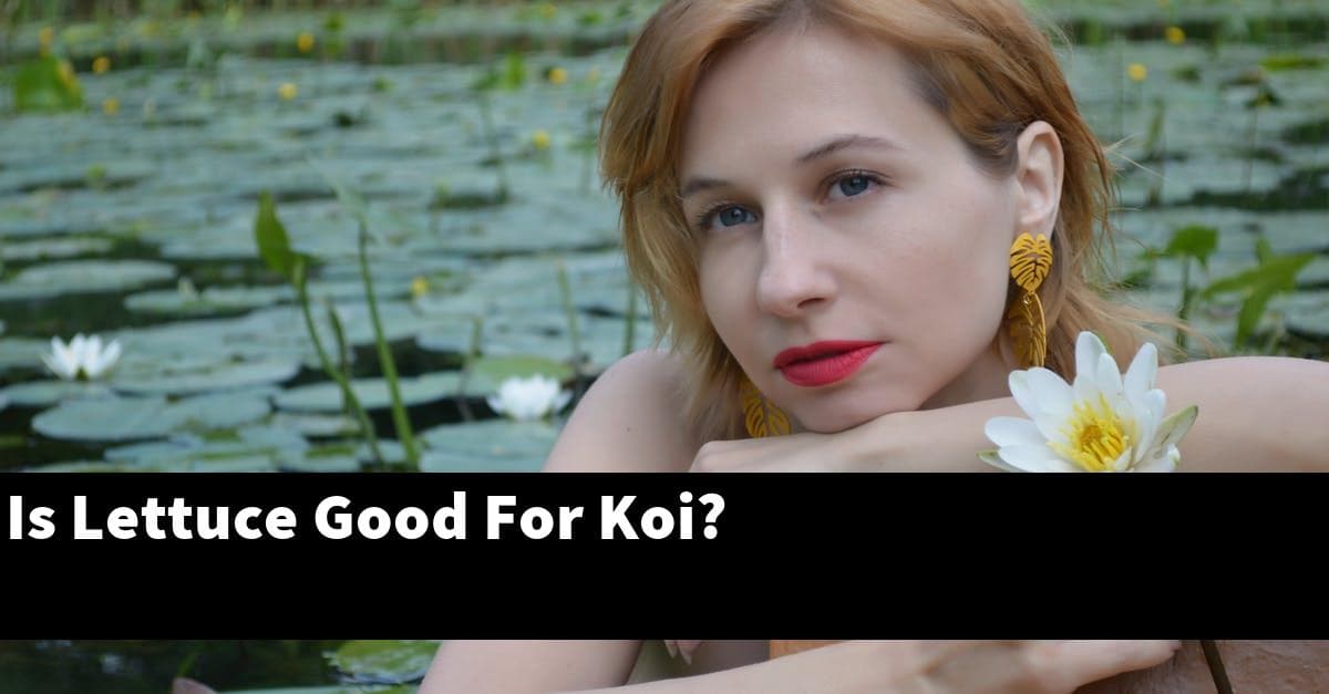 Is Lettuce Good For Koi?