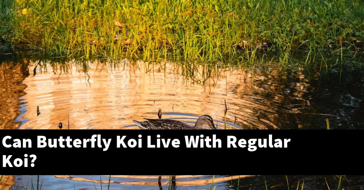 Can Butterfly Koi Live With Regular Koi?