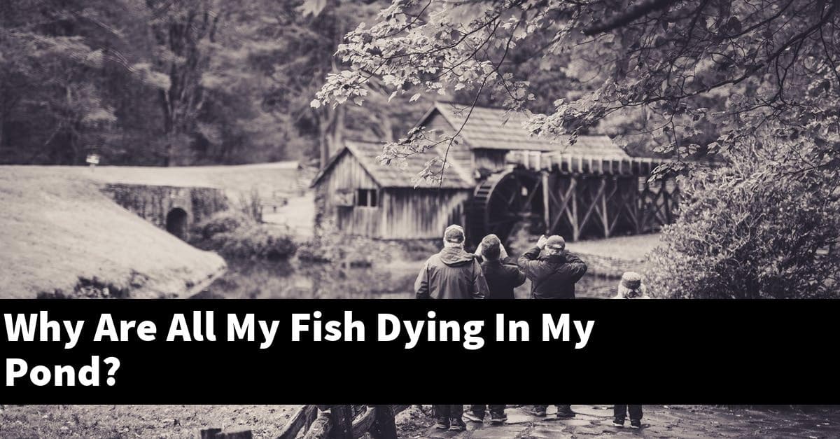 Why Are All My Fish Dying In My Pond?