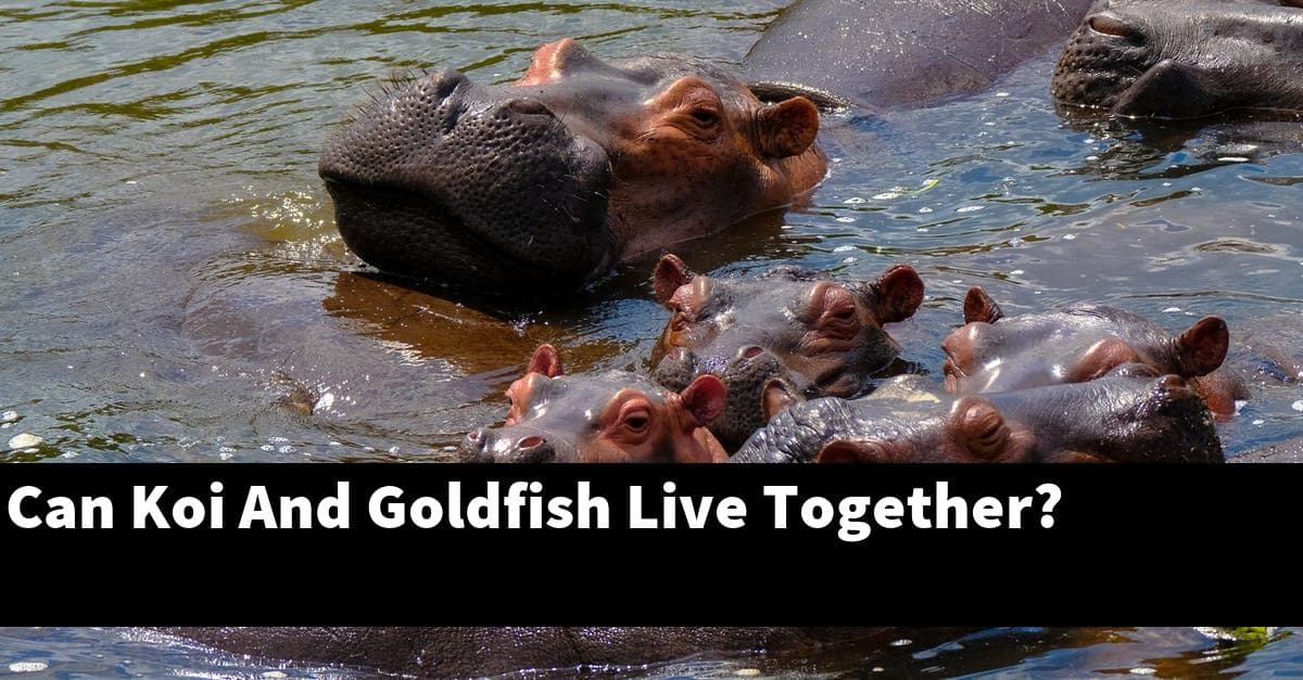 Can Koi And Goldfish Live Together?