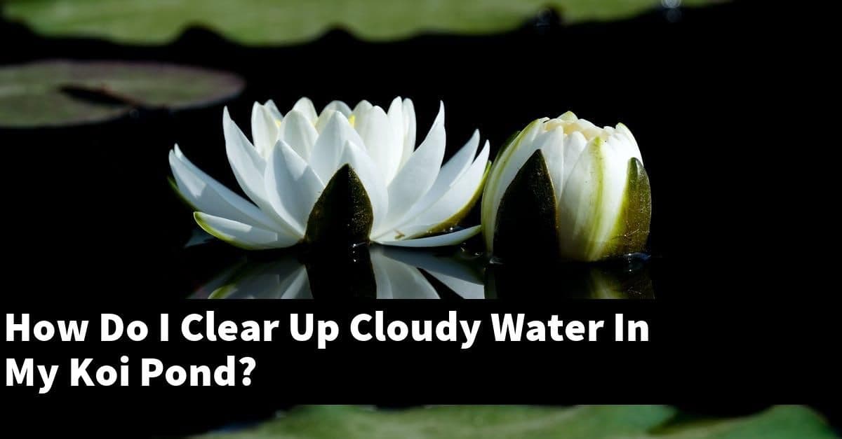 How Do I Clear Up Cloudy Water In My Koi Pond?