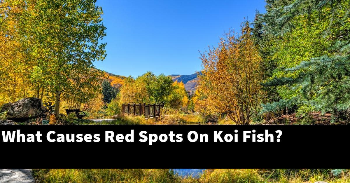 What Causes Red Spots On Koi Fish?
