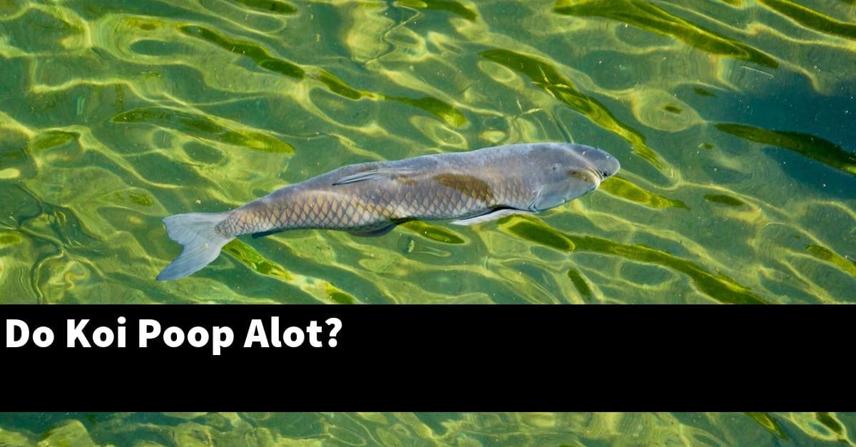 Do Koi Poop Alot?