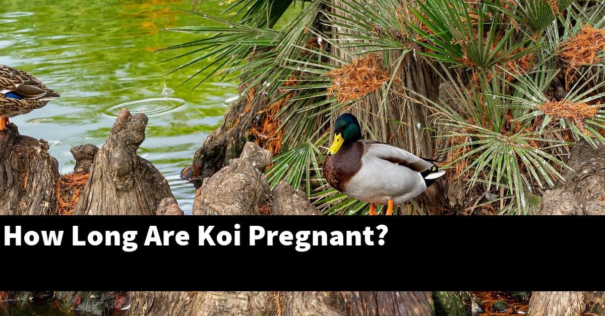 How Long Are Koi Pregnant?