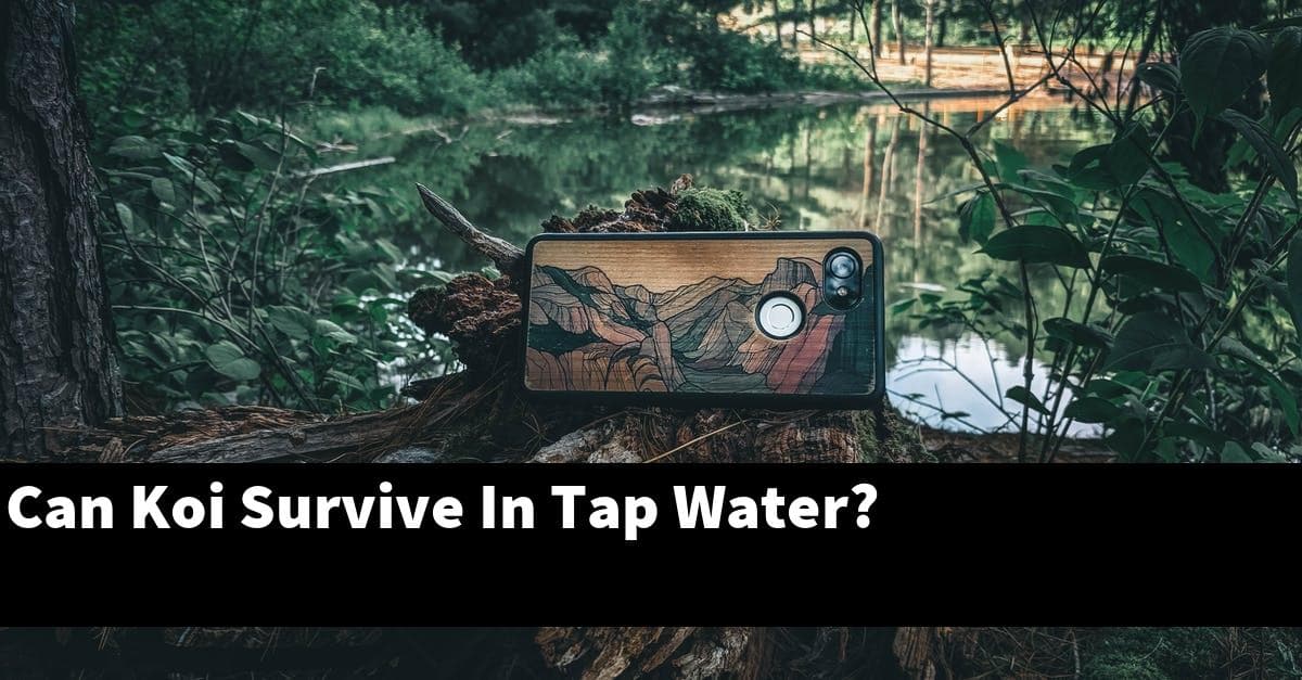 Can Koi Survive In Tap Water?