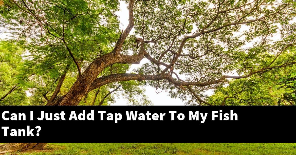 Can I Just Add Tap Water To My Fish Tank?