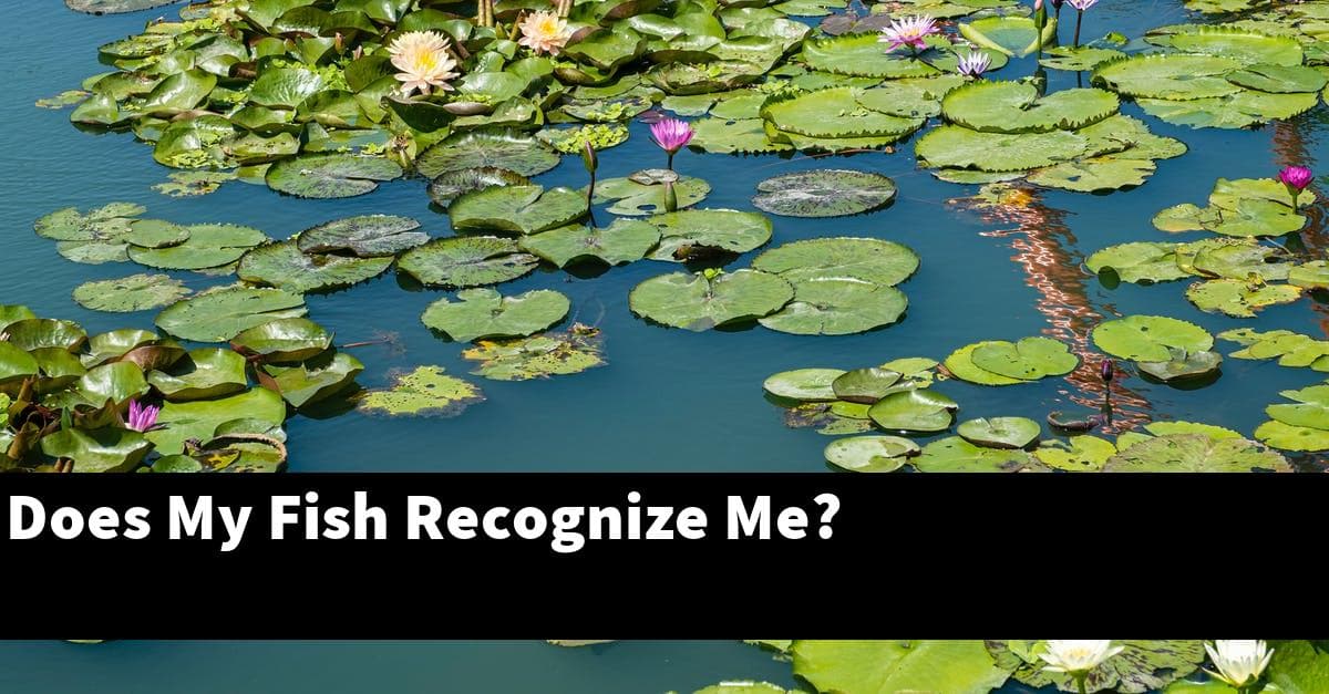 Does My Fish Recognize Me?