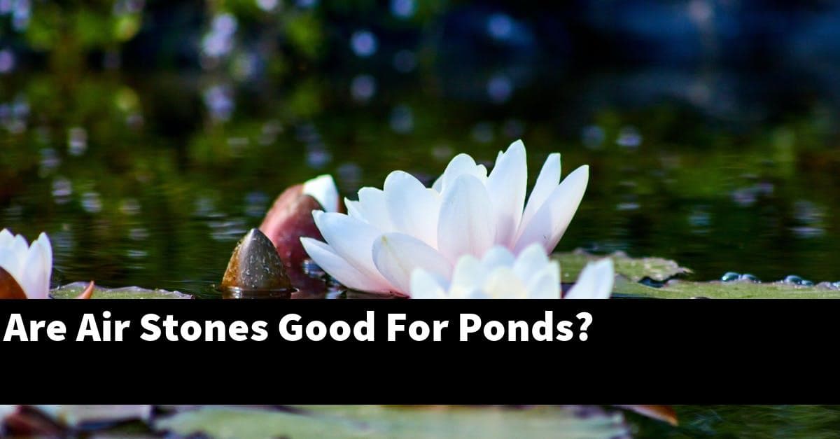 Are Air Stones Good For Ponds?
