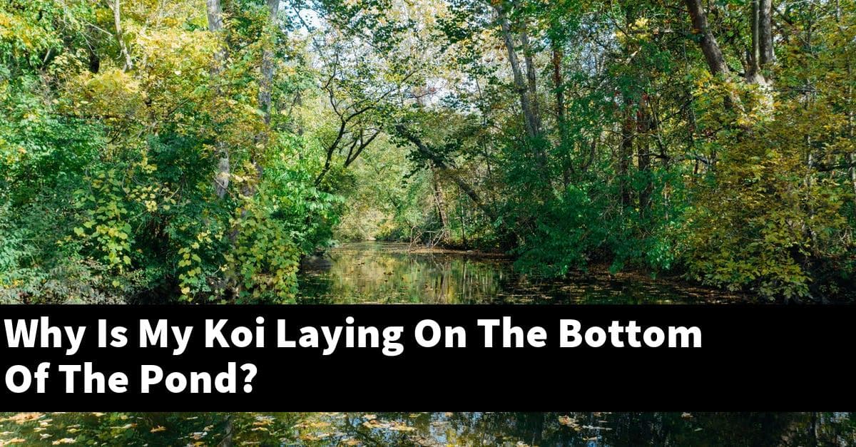 Why Is My Koi Laying On The Bottom Of The Pond?